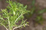 Pineapple weed <BR>Disc mayweed